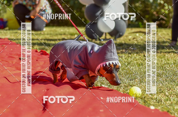 Buy your photos of the event5 Encontro Oficial de Dachshunds e Concurso de Fantasias do Clube dos Salsichanos de Ribeiro Preto/SP on Fotop