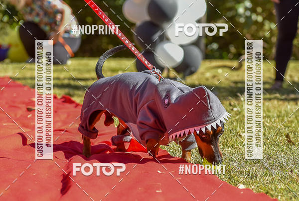 Buy your photos of the event5 Encontro Oficial de Dachshunds e Concurso de Fantasias do Clube dos Salsichanos de Ribeiro Preto/SP on Fotop