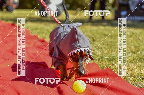 Buy your photos of the event5 Encontro Oficial de Dachshunds e Concurso de Fantasias do Clube dos Salsichanos de Ribeiro Preto/SP on Fotop