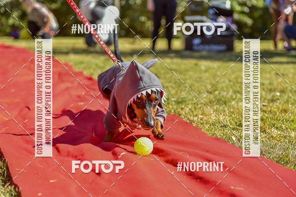 Buy your photos of the event5 Encontro Oficial de Dachshunds e Concurso de Fantasias do Clube dos Salsichanos de Ribeiro Preto/SP on Fotop