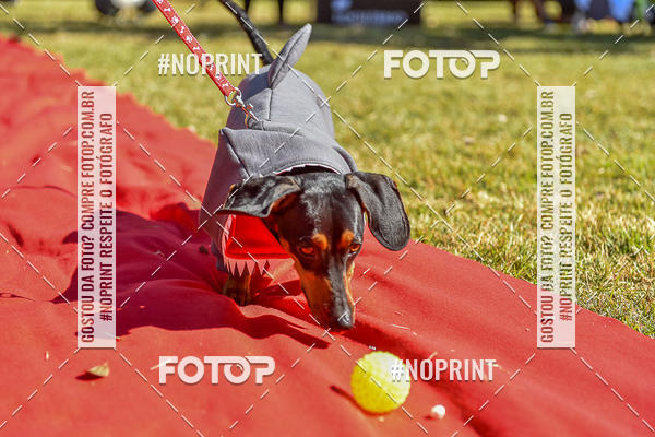 Buy your photos of the event5 Encontro Oficial de Dachshunds e Concurso de Fantasias do Clube dos Salsichanos de Ribeiro Preto/SP on Fotop
