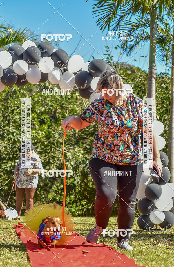 Buy your photos of the event5 Encontro Oficial de Dachshunds e Concurso de Fantasias do Clube dos Salsichanos de Ribeiro Preto/SP on Fotop