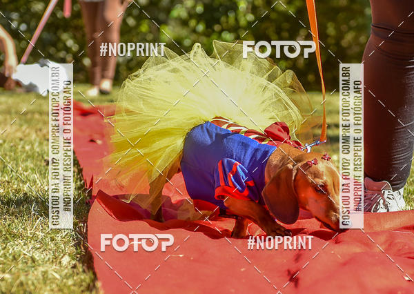 Buy your photos of the event5 Encontro Oficial de Dachshunds e Concurso de Fantasias do Clube dos Salsichanos de Ribeiro Preto/SP on Fotop