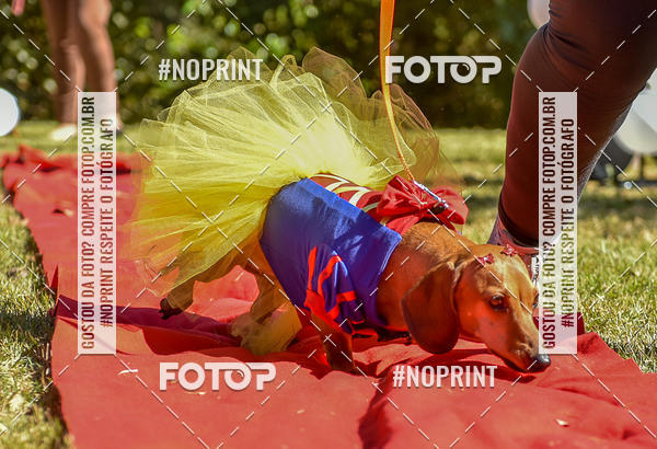 Buy your photos of the event5 Encontro Oficial de Dachshunds e Concurso de Fantasias do Clube dos Salsichanos de Ribeiro Preto/SP on Fotop