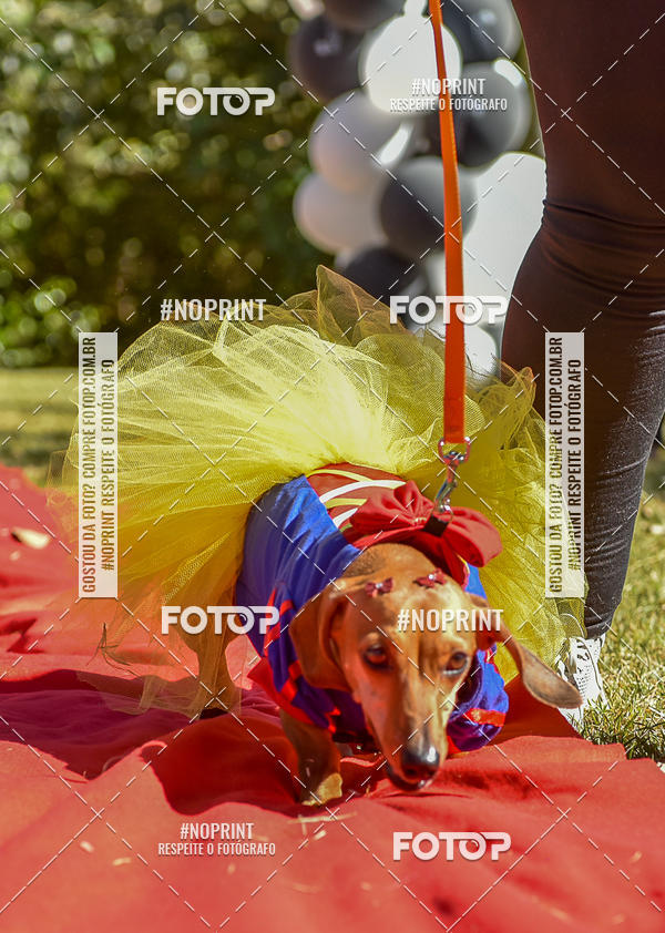 Buy your photos of the event5 Encontro Oficial de Dachshunds e Concurso de Fantasias do Clube dos Salsichanos de Ribeiro Preto/SP on Fotop