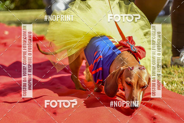 Buy your photos of the event5 Encontro Oficial de Dachshunds e Concurso de Fantasias do Clube dos Salsichanos de Ribeiro Preto/SP on Fotop