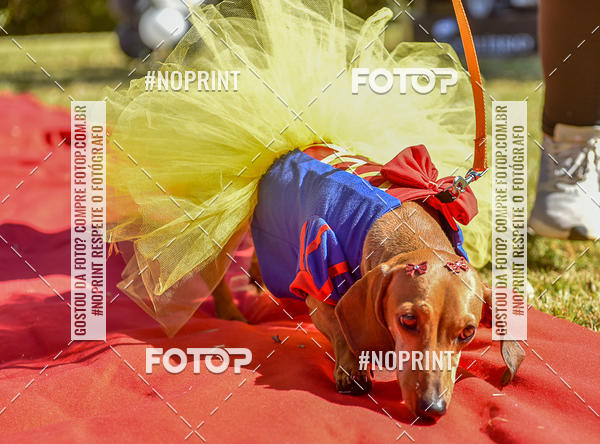 Buy your photos of the event5 Encontro Oficial de Dachshunds e Concurso de Fantasias do Clube dos Salsichanos de Ribeiro Preto/SP on Fotop