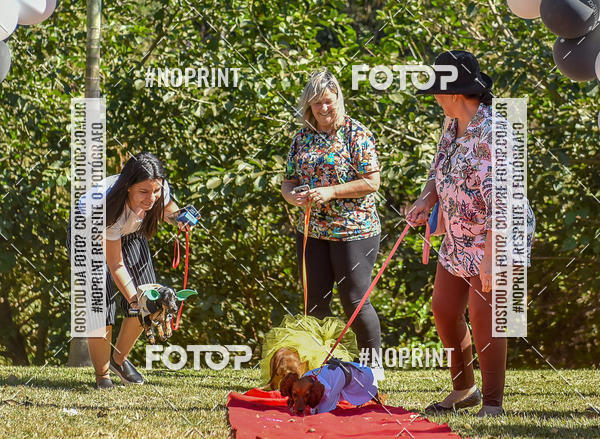 Buy your photos of the event5 Encontro Oficial de Dachshunds e Concurso de Fantasias do Clube dos Salsichanos de Ribeiro Preto/SP on Fotop
