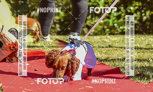 Buy your photos of the event5 Encontro Oficial de Dachshunds e Concurso de Fantasias do Clube dos Salsichanos de Ribeiro Preto/SP on Fotop