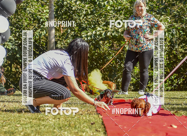 Buy your photos of the event5 Encontro Oficial de Dachshunds e Concurso de Fantasias do Clube dos Salsichanos de Ribeiro Preto/SP on Fotop