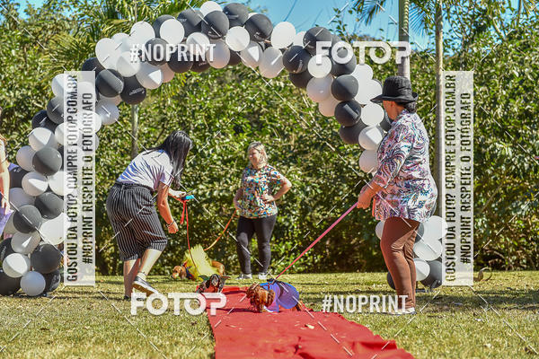 Buy your photos of the event5 Encontro Oficial de Dachshunds e Concurso de Fantasias do Clube dos Salsichanos de Ribeiro Preto/SP on Fotop