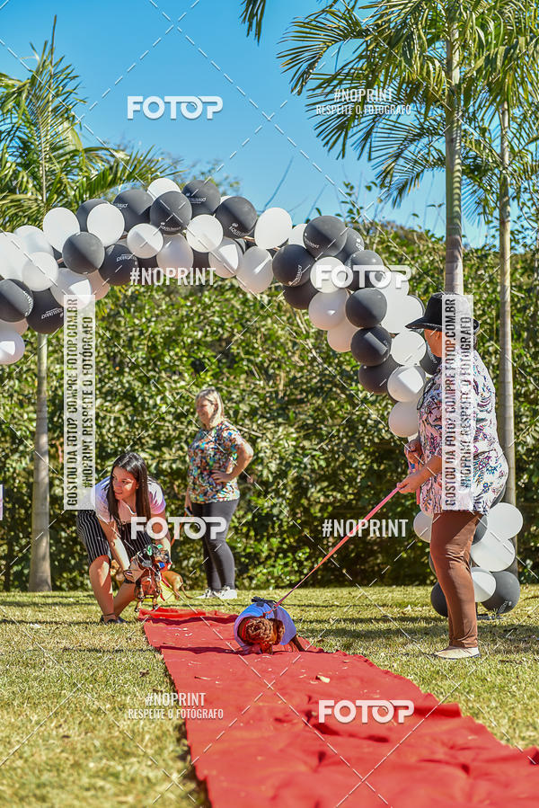 Buy your photos of the event5 Encontro Oficial de Dachshunds e Concurso de Fantasias do Clube dos Salsichanos de Ribeiro Preto/SP on Fotop