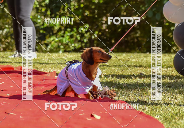 Buy your photos of the event5 Encontro Oficial de Dachshunds e Concurso de Fantasias do Clube dos Salsichanos de Ribeiro Preto/SP on Fotop