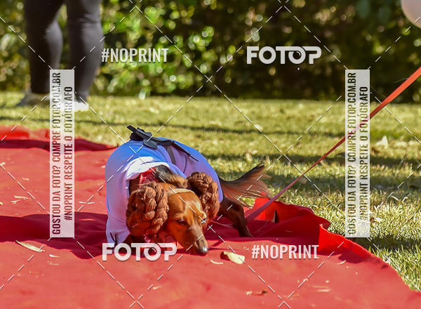 Buy your photos of the event5 Encontro Oficial de Dachshunds e Concurso de Fantasias do Clube dos Salsichanos de Ribeiro Preto/SP on Fotop
