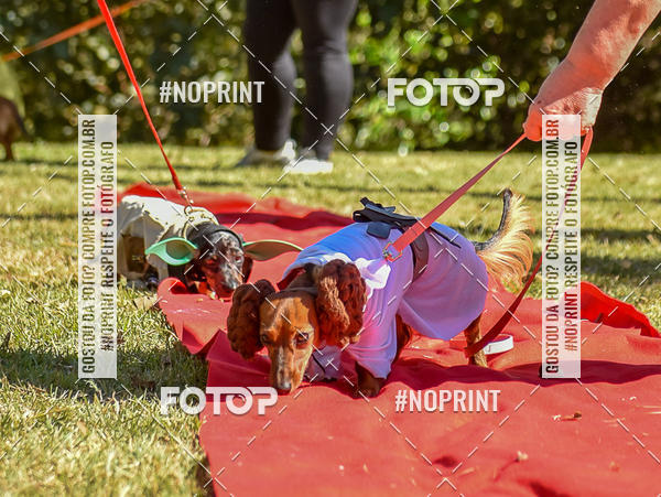Buy your photos of the event5 Encontro Oficial de Dachshunds e Concurso de Fantasias do Clube dos Salsichanos de Ribeiro Preto/SP on Fotop