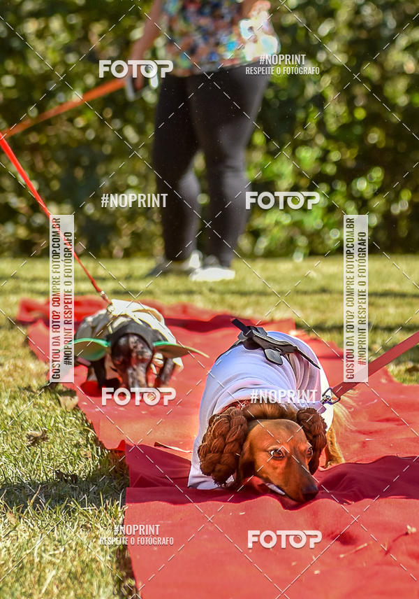 Buy your photos of the event5 Encontro Oficial de Dachshunds e Concurso de Fantasias do Clube dos Salsichanos de Ribeiro Preto/SP on Fotop