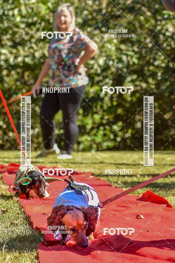 Buy your photos of the event5 Encontro Oficial de Dachshunds e Concurso de Fantasias do Clube dos Salsichanos de Ribeiro Preto/SP on Fotop