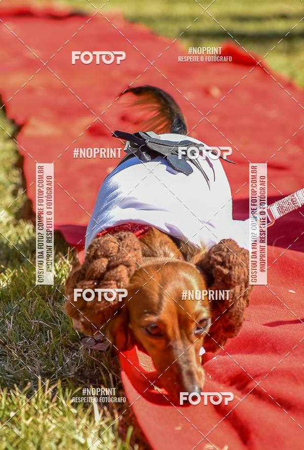 Buy your photos of the event5 Encontro Oficial de Dachshunds e Concurso de Fantasias do Clube dos Salsichanos de Ribeiro Preto/SP on Fotop