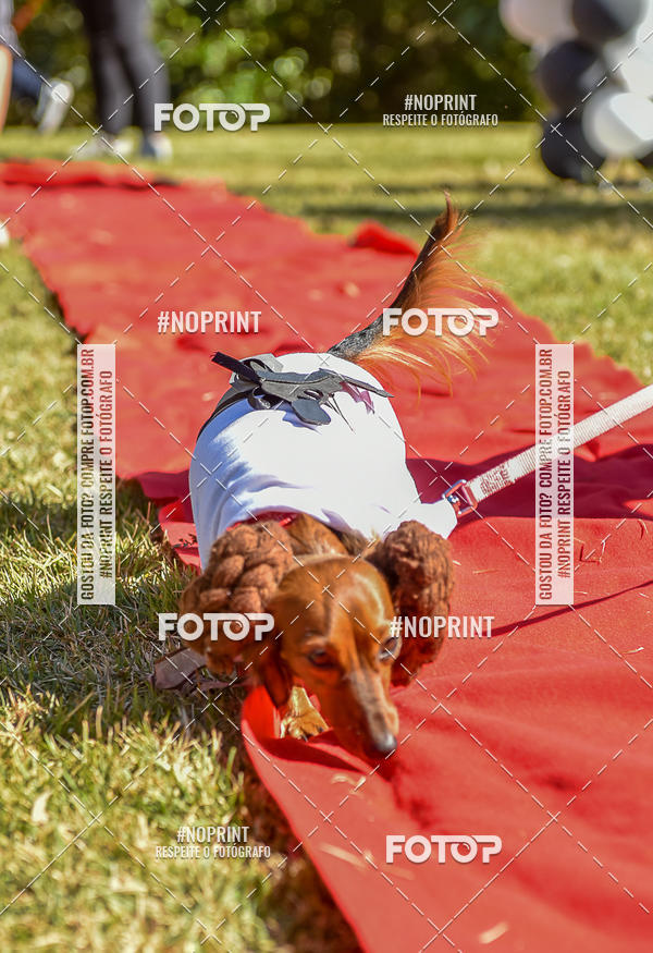 Buy your photos of the event5 Encontro Oficial de Dachshunds e Concurso de Fantasias do Clube dos Salsichanos de Ribeiro Preto/SP on Fotop
