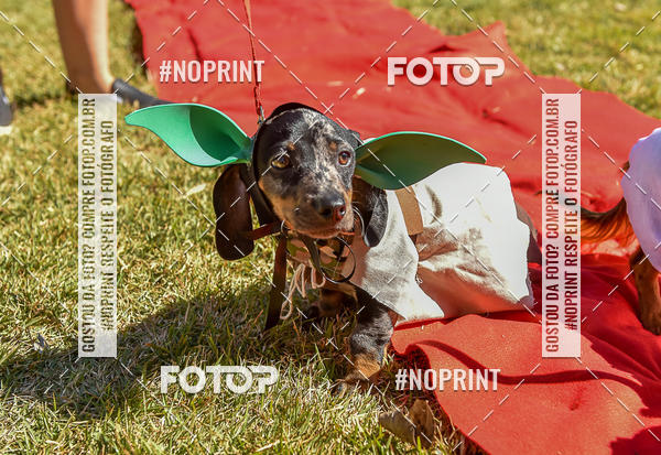 Buy your photos of the event5 Encontro Oficial de Dachshunds e Concurso de Fantasias do Clube dos Salsichanos de Ribeiro Preto/SP on Fotop