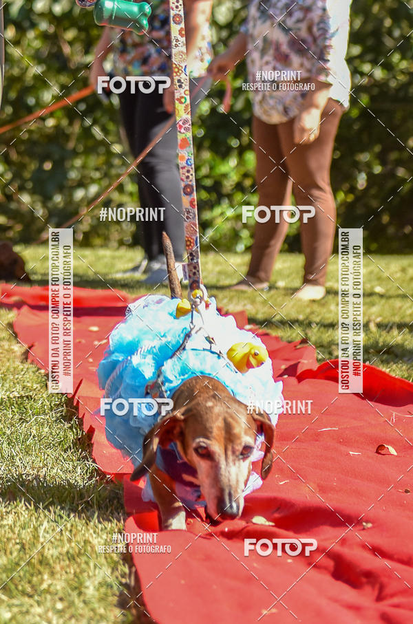 Buy your photos of the event5 Encontro Oficial de Dachshunds e Concurso de Fantasias do Clube dos Salsichanos de Ribeiro Preto/SP on Fotop