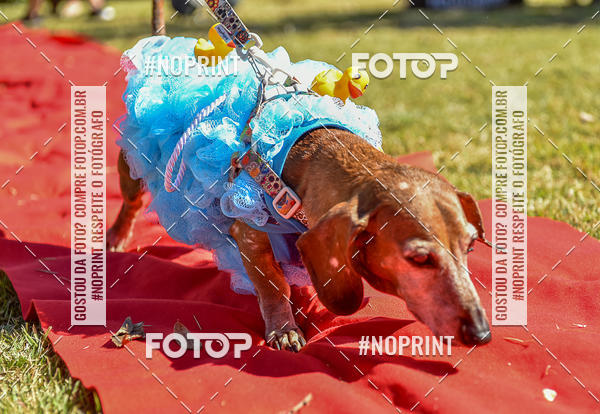 Buy your photos of the event5 Encontro Oficial de Dachshunds e Concurso de Fantasias do Clube dos Salsichanos de Ribeiro Preto/SP on Fotop