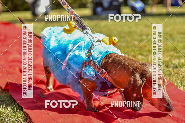 Buy your photos of the event5 Encontro Oficial de Dachshunds e Concurso de Fantasias do Clube dos Salsichanos de Ribeiro Preto/SP on Fotop