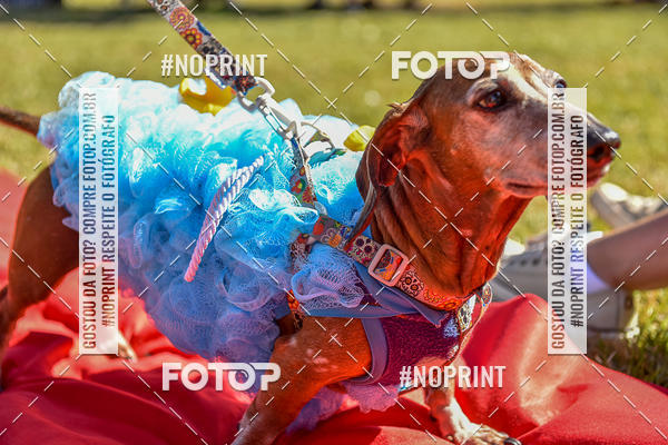 Buy your photos of the event5 Encontro Oficial de Dachshunds e Concurso de Fantasias do Clube dos Salsichanos de Ribeiro Preto/SP on Fotop