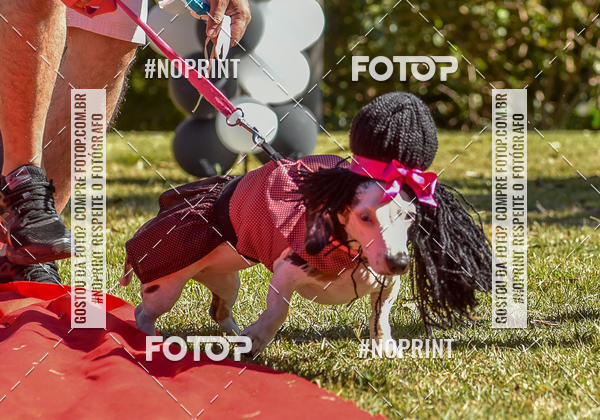 Buy your photos of the event5 Encontro Oficial de Dachshunds e Concurso de Fantasias do Clube dos Salsichanos de Ribeiro Preto/SP on Fotop