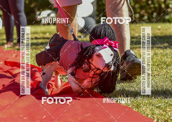 Buy your photos of the event5 Encontro Oficial de Dachshunds e Concurso de Fantasias do Clube dos Salsichanos de Ribeiro Preto/SP on Fotop