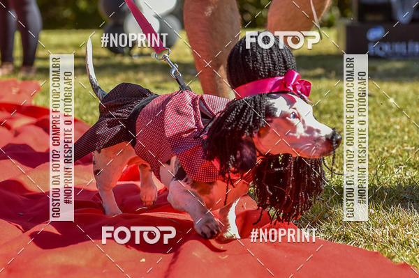Buy your photos of the event5 Encontro Oficial de Dachshunds e Concurso de Fantasias do Clube dos Salsichanos de Ribeiro Preto/SP on Fotop