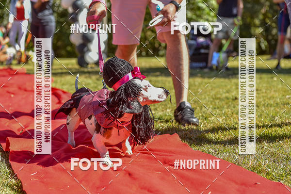 Buy your photos of the event5 Encontro Oficial de Dachshunds e Concurso de Fantasias do Clube dos Salsichanos de Ribeiro Preto/SP on Fotop