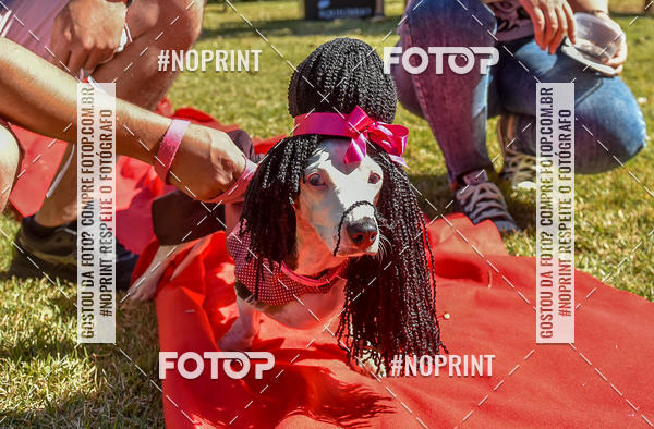 Buy your photos of the event5 Encontro Oficial de Dachshunds e Concurso de Fantasias do Clube dos Salsichanos de Ribeiro Preto/SP on Fotop