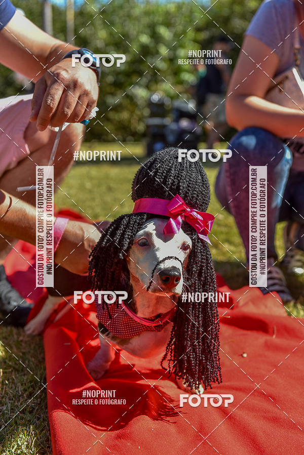 Buy your photos of the event5 Encontro Oficial de Dachshunds e Concurso de Fantasias do Clube dos Salsichanos de Ribeiro Preto/SP on Fotop