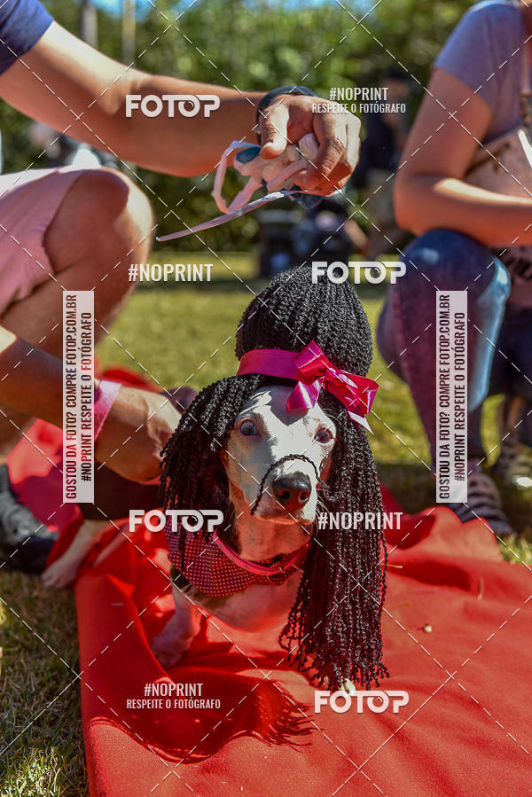 Buy your photos of the event5 Encontro Oficial de Dachshunds e Concurso de Fantasias do Clube dos Salsichanos de Ribeiro Preto/SP on Fotop