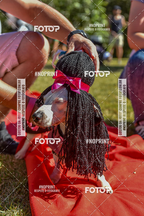 Buy your photos of the event5 Encontro Oficial de Dachshunds e Concurso de Fantasias do Clube dos Salsichanos de Ribeiro Preto/SP on Fotop