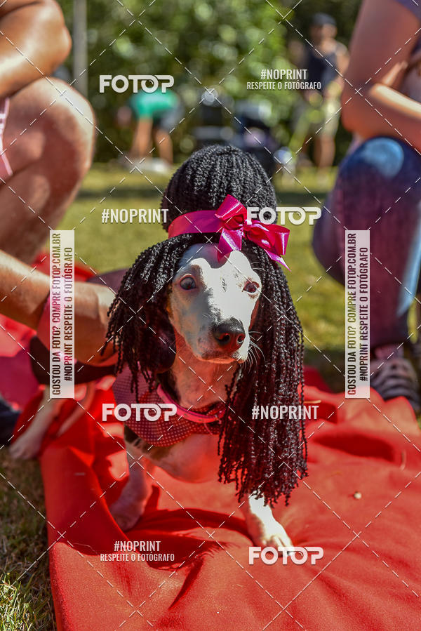 Buy your photos of the event5 Encontro Oficial de Dachshunds e Concurso de Fantasias do Clube dos Salsichanos de Ribeiro Preto/SP on Fotop