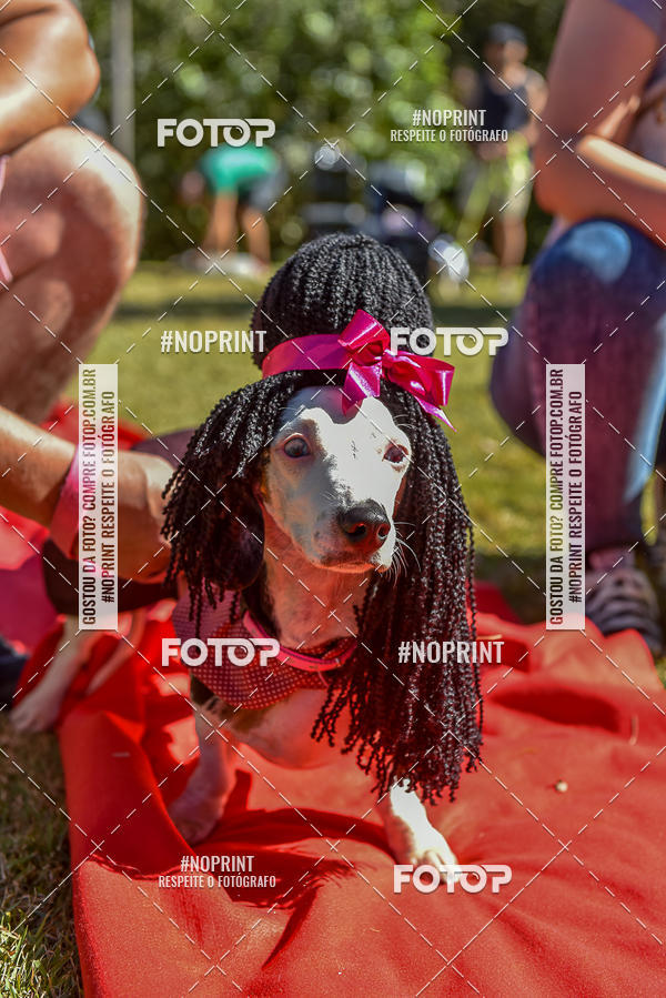 Buy your photos of the event5 Encontro Oficial de Dachshunds e Concurso de Fantasias do Clube dos Salsichanos de Ribeiro Preto/SP on Fotop