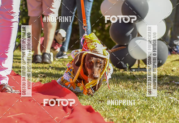 Buy your photos of the event5 Encontro Oficial de Dachshunds e Concurso de Fantasias do Clube dos Salsichanos de Ribeiro Preto/SP on Fotop