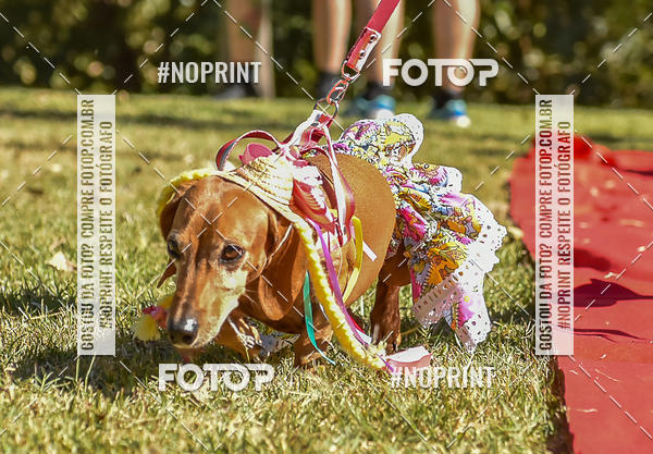 Buy your photos of the event5 Encontro Oficial de Dachshunds e Concurso de Fantasias do Clube dos Salsichanos de Ribeiro Preto/SP on Fotop