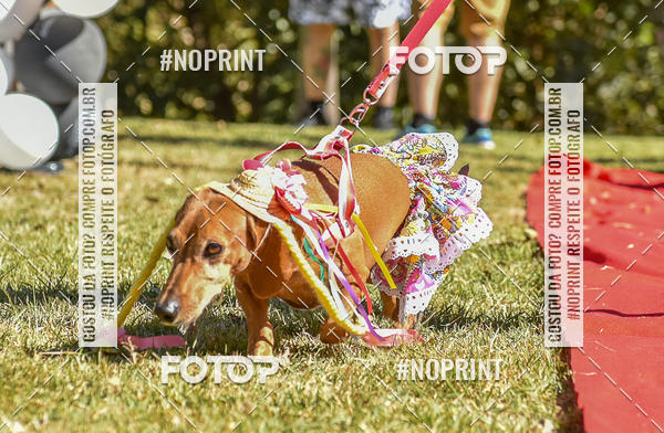 Buy your photos of the event5 Encontro Oficial de Dachshunds e Concurso de Fantasias do Clube dos Salsichanos de Ribeiro Preto/SP on Fotop