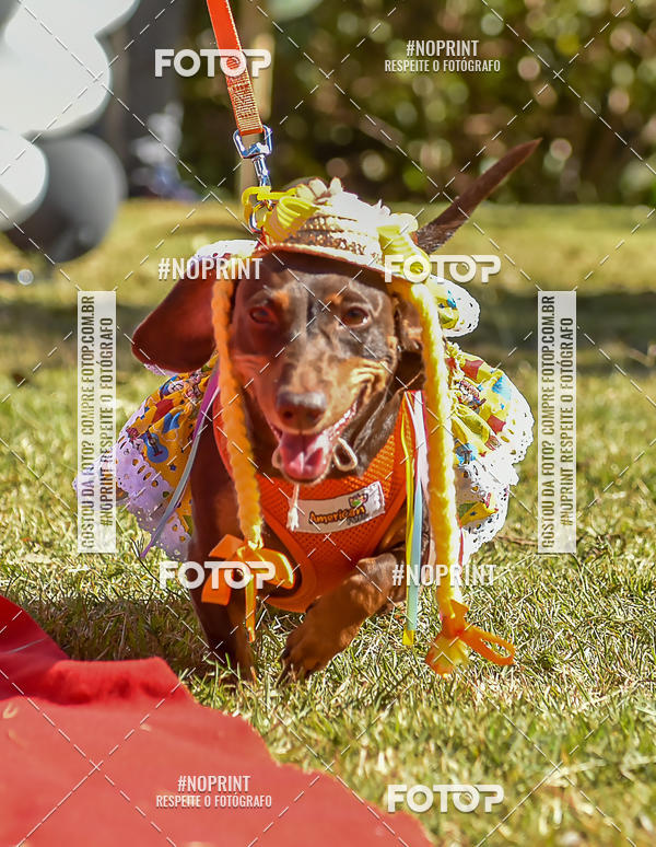 Buy your photos of the event5 Encontro Oficial de Dachshunds e Concurso de Fantasias do Clube dos Salsichanos de Ribeiro Preto/SP on Fotop