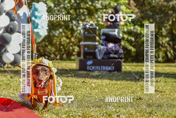 Buy your photos of the event5 Encontro Oficial de Dachshunds e Concurso de Fantasias do Clube dos Salsichanos de Ribeiro Preto/SP on Fotop