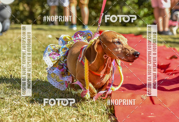 Buy your photos of the event5 Encontro Oficial de Dachshunds e Concurso de Fantasias do Clube dos Salsichanos de Ribeiro Preto/SP on Fotop