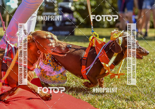 Buy your photos of the event5 Encontro Oficial de Dachshunds e Concurso de Fantasias do Clube dos Salsichanos de Ribeiro Preto/SP on Fotop