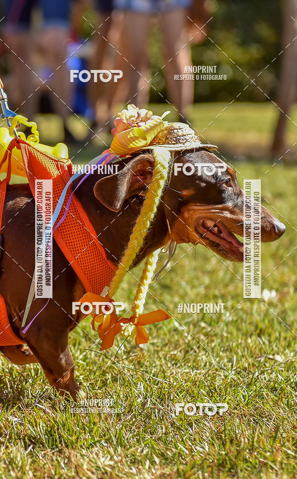 Buy your photos of the event5 Encontro Oficial de Dachshunds e Concurso de Fantasias do Clube dos Salsichanos de Ribeiro Preto/SP on Fotop