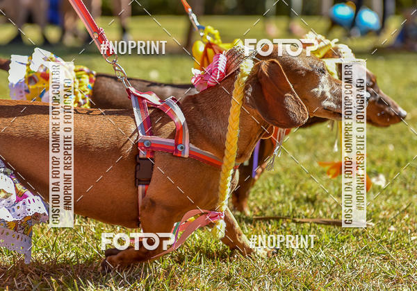 Buy your photos of the event5 Encontro Oficial de Dachshunds e Concurso de Fantasias do Clube dos Salsichanos de Ribeiro Preto/SP on Fotop