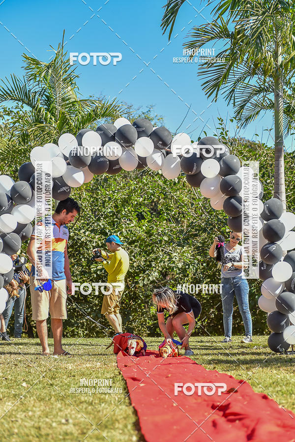 Buy your photos of the event5 Encontro Oficial de Dachshunds e Concurso de Fantasias do Clube dos Salsichanos de Ribeiro Preto/SP on Fotop