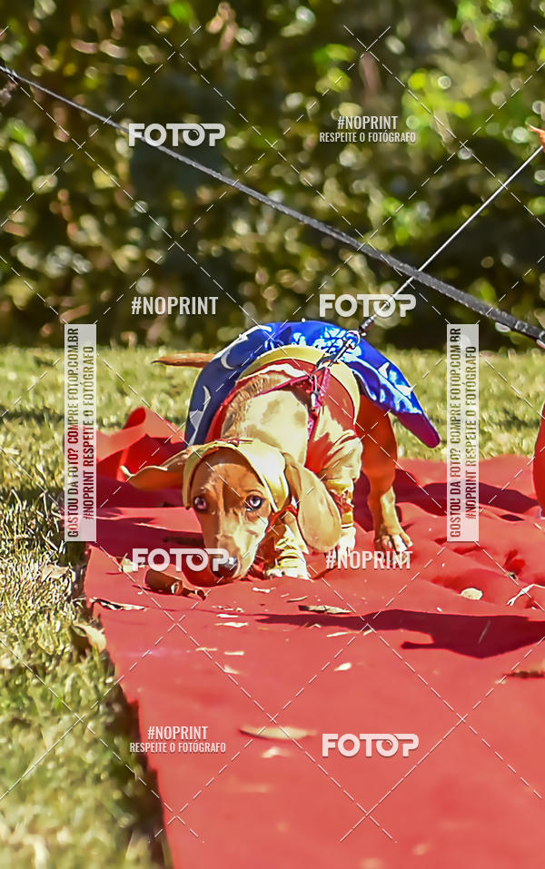 Buy your photos of the event5 Encontro Oficial de Dachshunds e Concurso de Fantasias do Clube dos Salsichanos de Ribeiro Preto/SP on Fotop