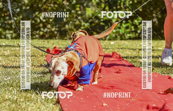 Buy your photos of the event5 Encontro Oficial de Dachshunds e Concurso de Fantasias do Clube dos Salsichanos de Ribeiro Preto/SP on Fotop